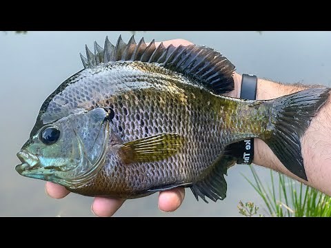 Fishing for Pond Bluegill with Ultra-Light Gear