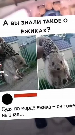 Understanding Hedgehogs: Fascinating Facts and Care