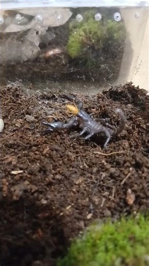 Baby scorpion eats cockroach