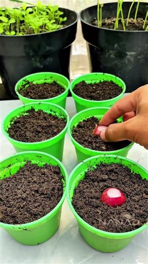 Stop Buying Green Onions! Regrow Them Like This 🧅🔥 #Shorts
