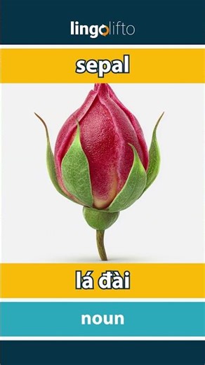🇬🇧🇻🇳 sepal - lá đài : learn English : hãy học tiếng Anh : vocabulary builder