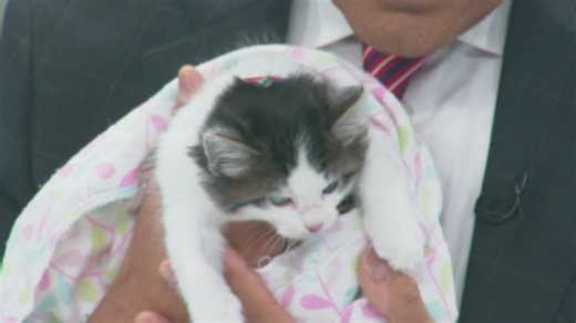 Virtual baby shower for kittens