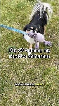 Day 60 training my reactive chihuahua🐶🐾