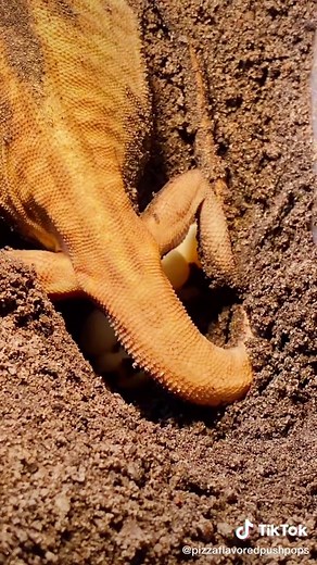 I can’t wait :) #eggs #beardeddragon #pet #petsoftiktok #tips #hacks #pushinp #pushin🅿️ #RufflesOwnYourRidges #baby
