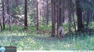 This video is a compilation of clips showcasing some of our favorite carnivores (and deer) visiting a bear rub tree in the Swan Valley. Bear rubs are often found along popular game trails, and due to their interesting scents (from the bears) they attract many other species who come to investigate and may leave their own scent behind, such as the mountain lion who urinated on site. The richness of biodiversity in the Swan Valley contributes to our thriving ecosystem. These megafauna (large animal