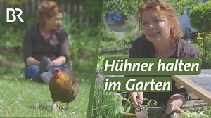 Hühner im Garten - Brigitte Goß hat sich Hühner in ihren Garten geholt. Doch sind die gefiederten Freunde wirklich die perfekten Gartenhelfer? | Querbeet