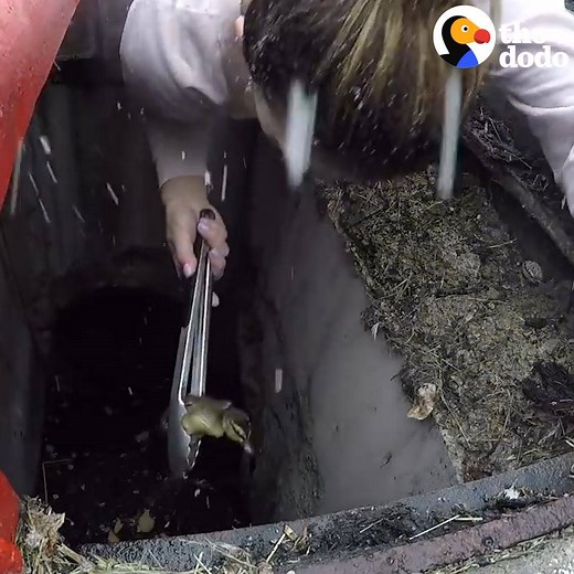 9M views · 10K reactions | Woman uses tongs to rescue ducklings from sewer  | The Dodo | Facebook
