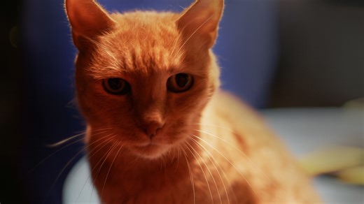 Filming with animals on a movie set