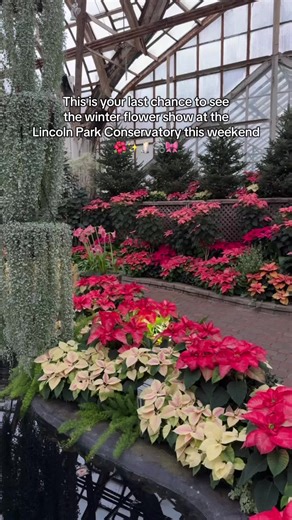 Explore Free Winter Flower Show in Chicago