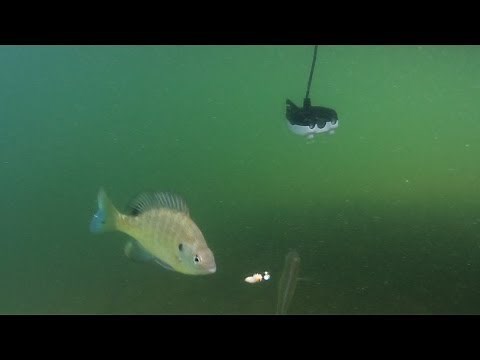 Underwater Camera Massive Bluegills