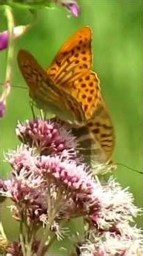 🦋 Butterfly dream * Schmetterlings Traum