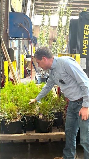 Loading some Karl Foerster Feather Reed Grass