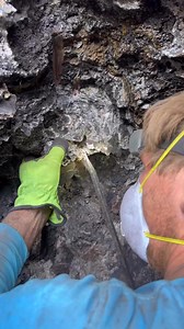 Wulfenite from the South Geronimo mine in Arizona! Usually the crystals are more yellow and thin from this location. This was a stunning specimen I pulled from one of our pockets. 🔥 | That Camping Couple