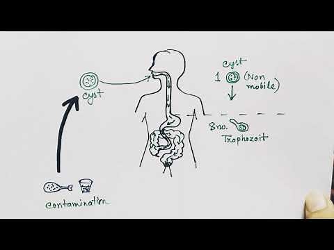 Entamoeba histolytica life cycle ( English ) | Amoebic dysentry | parasitic protozoan