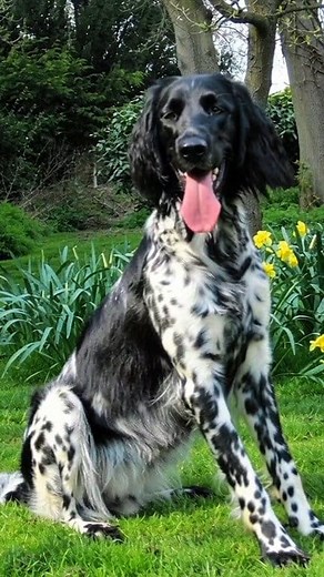 Large Munsterlander #doglegacy #dog #pet #dogs #petlovers #doglife #doglover @topfans | Dog Legacy