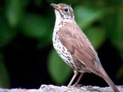 ZVUKY NAŠICH PTÁKŮ - audio