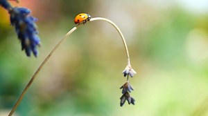 Ladybird, Ladybug, Bug. Free Stock Video