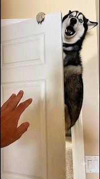 Husky Talks Back and Instantly Regrets It 🐺 #huskylife #funnydogs #petsandanimals