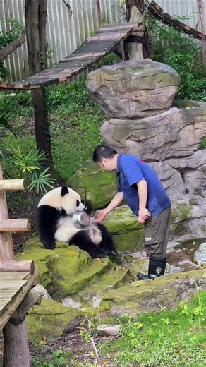 🤣Funny moments for Pandas and their Keepers!#panda #funny