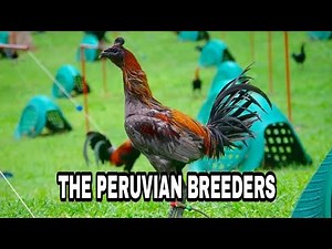 THE KATE AND KURT GAME FARM PERUVIAN BREEDER