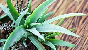 Root Bound Aloe Vera: Good or Bad? When & How To Repot