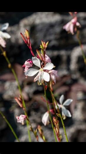Naam likhna Hai guiya Tor mor Dil mein