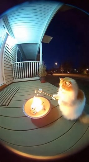 52K views · 1.6K reactions | the bonfire | TailTalks | Facebook