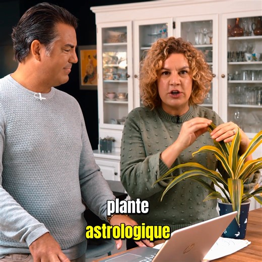 133 reactions · 19 shares | Le Dracaena, comme le Scorpion, ne se gêne pas pour dire ce dont il a besoin: ses feuilles jauniront s’il manque d’eau. La plante vient avec un code QR et toutes les prévisions astrologiques pour l'année! Disponible dès le 16 octobre dans les IGA participants. Vous ne la trouvez pas dans votre IGA? Demandez-la! #planteastrologique #igaqc #scorpion | Avec Mélanie | Facebook