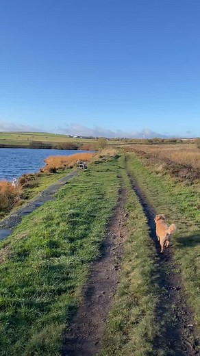 #reservoirdogs #walkingdogs | The Hill Walker