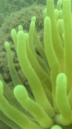Aquatrek.Colombia #coral #fish #colombia #elmar#sea#diving #snorkeling#shorts#viral #aquatrek