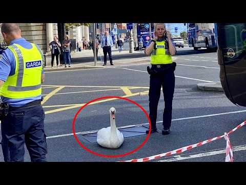 Hilarious Animals First Encounters with Police! 😂 Funny Animals and Humans
