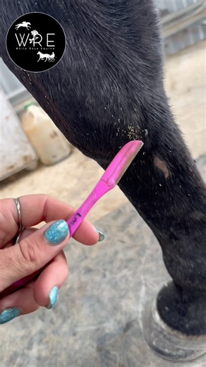 Laura Burrell on Instagram: "Life hacks with Laura- Bot Fly Egg 🪰 removal! All you need is a handy ‘facial’ / ‘eyebrow’ razor- you can pick them up from most supermarkets 🤩"