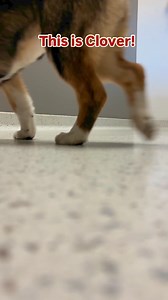 This is Clover our fun loving, spirited, 4.5-month-old Corgi mix. She’s at cute as ever, with her big ears and beautiful coloring. This girl is the perfect age to join in on your family fun. She’s got spunk and personality that will light up your life. Give us a call to meet her today!#nuzzlesandco #adoptdontshop #corgimix #puppylover | Nuzzles & Co.