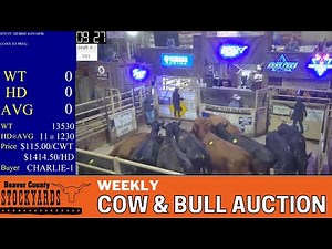 10/9/2024 - Beaver County Stockyards Weekly Cow & Bull Auction
