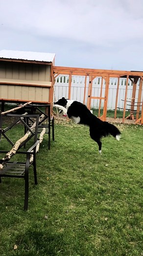 Dog Agility Training: Incredible Jumping Skills