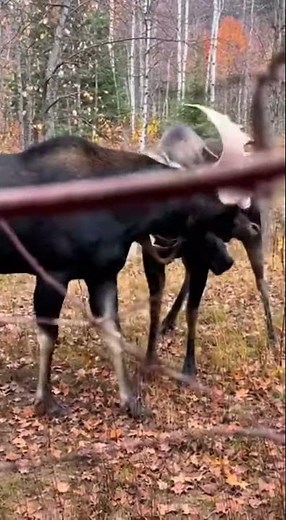 무스(말코손바닥사슴) 수컷끼리의 결투 (알래스카 숲) [Bull Moose Duel (Alaska Forest)]