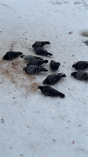 Feeding Pigeons in Winter: A Heartwarming Guide