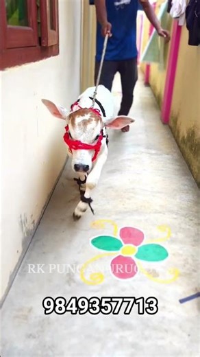 world smallest mini cow for sale apartment cows rich pet