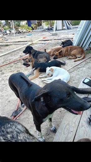  Dios les multiplicara al cien  gracias | Lina Hernandez Hernandez | Facebook