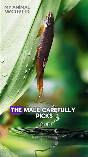 The Most Selfless Father! Splash Tetras (Copella arnoldi) 🐟🐠 #SplashingTetra #shorts