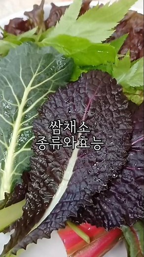 쌈 채소 종류와 효능 #건강 #건강정보