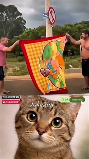 #cat #respect100 #memes #respecta #funny #respectation #edit #cute #animals #comedy