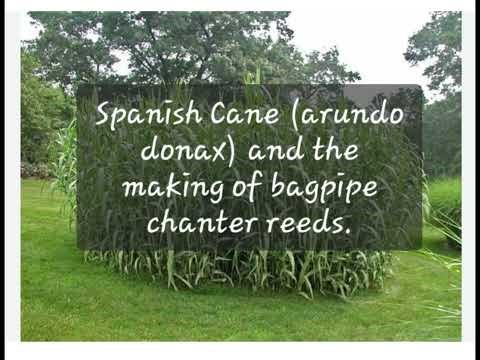 Spanish Cane - for bagpipe chanter reeds.