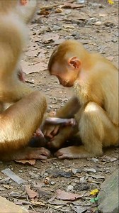 No no brother..! newborn baby monkey rainbow | Monkeys Daily