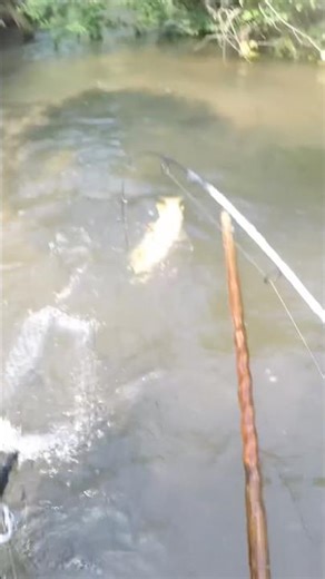 #fishing #shortvideo #shorts #shortsvideos #shorts