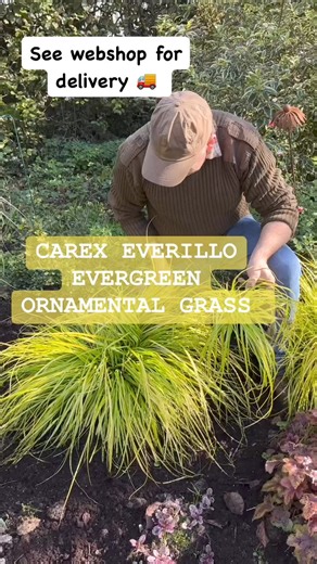 #addWEBSHOP https://pergolanurseries.ecwid.com CAREX “EVERILLO “ Hardy Evergreen ornamental Grass . Good in sun or half shade .Planting time is from now . Planted in SWELL WELL COMPOST FOR BEST RESULTS .Available in WEBSHOP https://pergolanurseries.ecwid.comALL IRELAND DELIVERY 🚚 32 Counties Pergola Nurseries Garden Corner,Virginia, Co CavanA gardeners oasis of quality plants Open Tuesday to Saturday 10.30-6Open Sundays 2-6#fy #grow #gardenideas #gardening #foryoupage #foryou #garden #gardenire