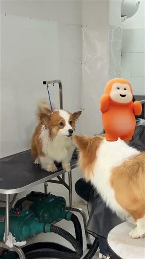 Corgi Twins' Row: A Hilarious Showdown Across the Yard