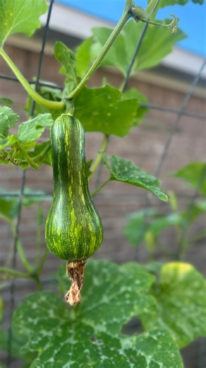 Progress in the squash tunnel. #gardening #urbanhomestead #squash #backkyardfarmer | Biggs Farm