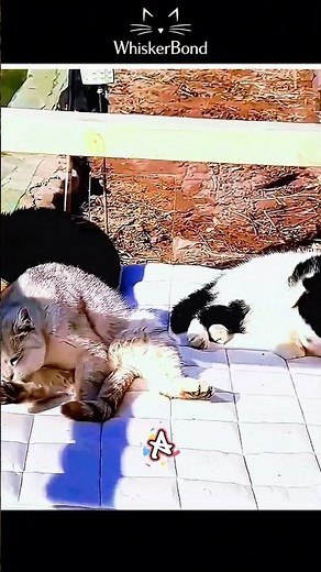 Building the Ultimate VIP Cat Aquarium 🐟🏠 #trends