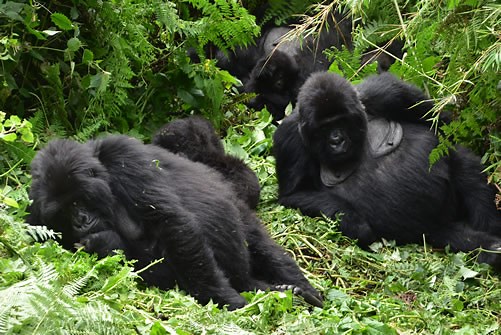 Information about Mountain Gorillas - Population and Conservation